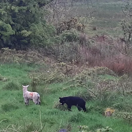 Holland House F94dp26